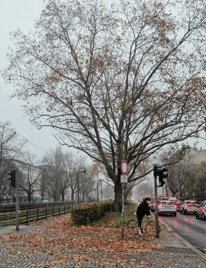 Alt-Text: Große, herbstlich entlaubte Platane an einer Straßenkreuzung im Wedding; nasses Kopfsteinpflaster und Laub am Boden; Straßenbahntrasse links, dichter Autoverkehr rechts; eine Person mit Fahrrad steht an einer Ampel.