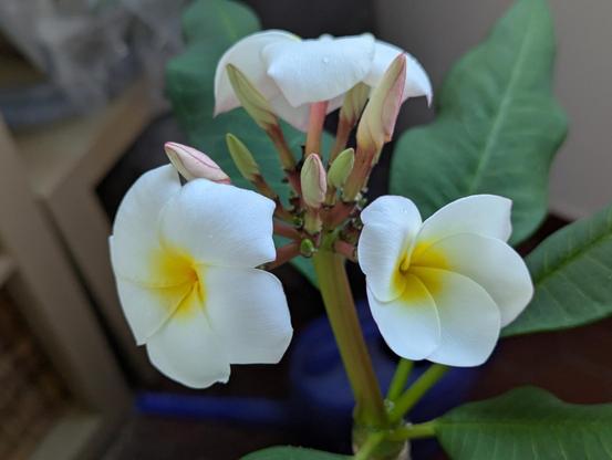 Zwei gelb-wei&szlig;e Bl&uuml;ten der Frangipani. Im Hintergrund unscharf sind gr&uuml;ne Bl&auml;tter der Pflanze zu sehen. Zwischen den Bl&uuml;ten sind Knospen in zartem gr&uuml;n-rosa zusehen.