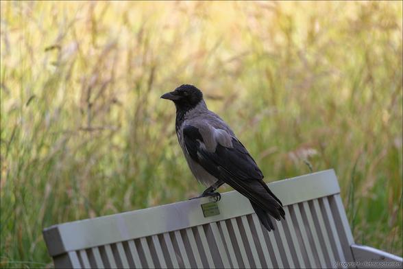 Posted media
